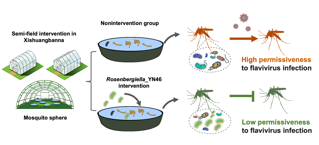20240419-在孳生地水体中进行Rosenbergiella_YN46环境干预，可以有效降低蚊虫携带并传播病毒-程功-科研成果.png