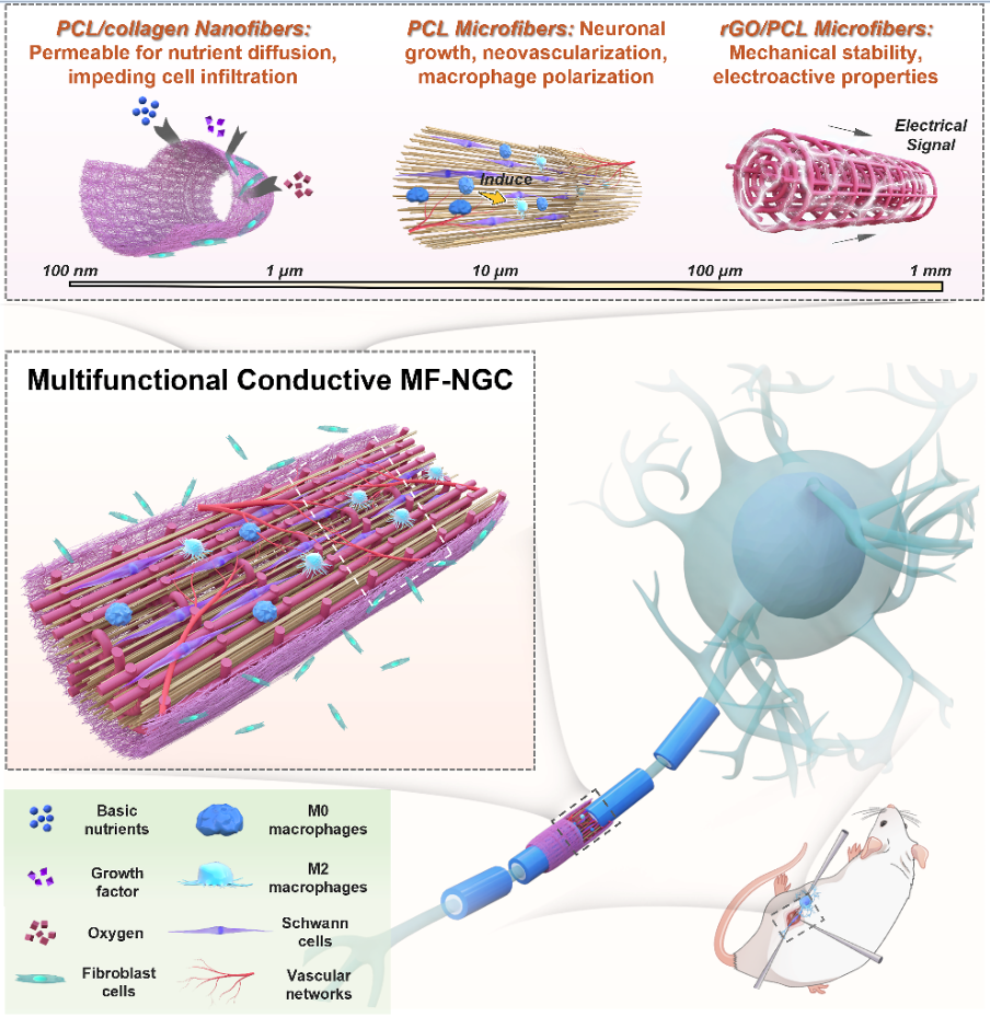 20230224-机械系研发3D打印导电多尺度纤维支架，加速外周神经损伤修复-机械系-导电多尺度纤维神经导管的设计示意图.png