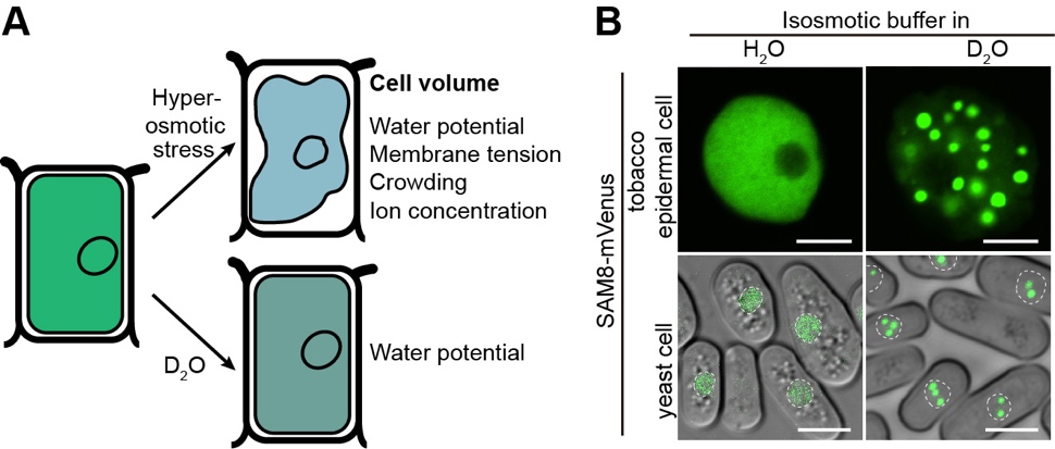 細胞の「水分センサー」を発見 （Scientists at Tsinghua discover a cellular “water sensor”）