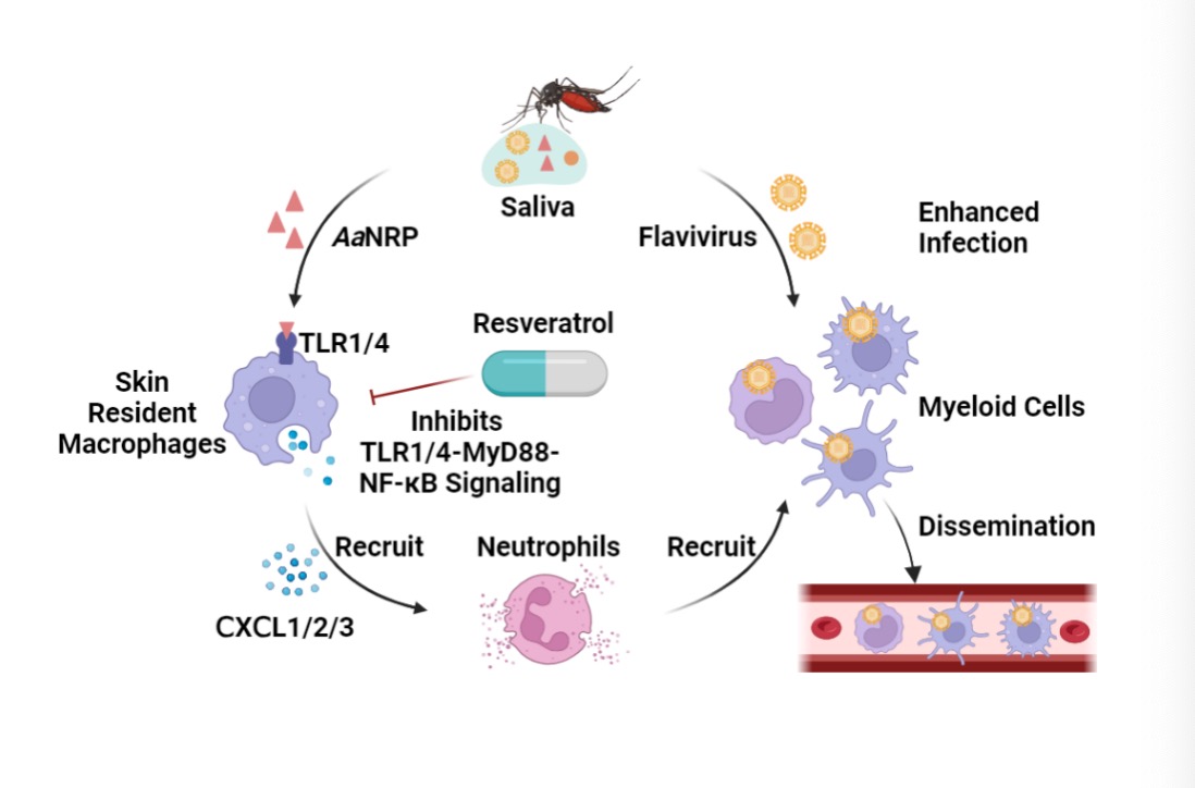20240502-AaNRP招募髓系细胞及促进蚊媒病毒感染的机制-程功-科研成果.jpg