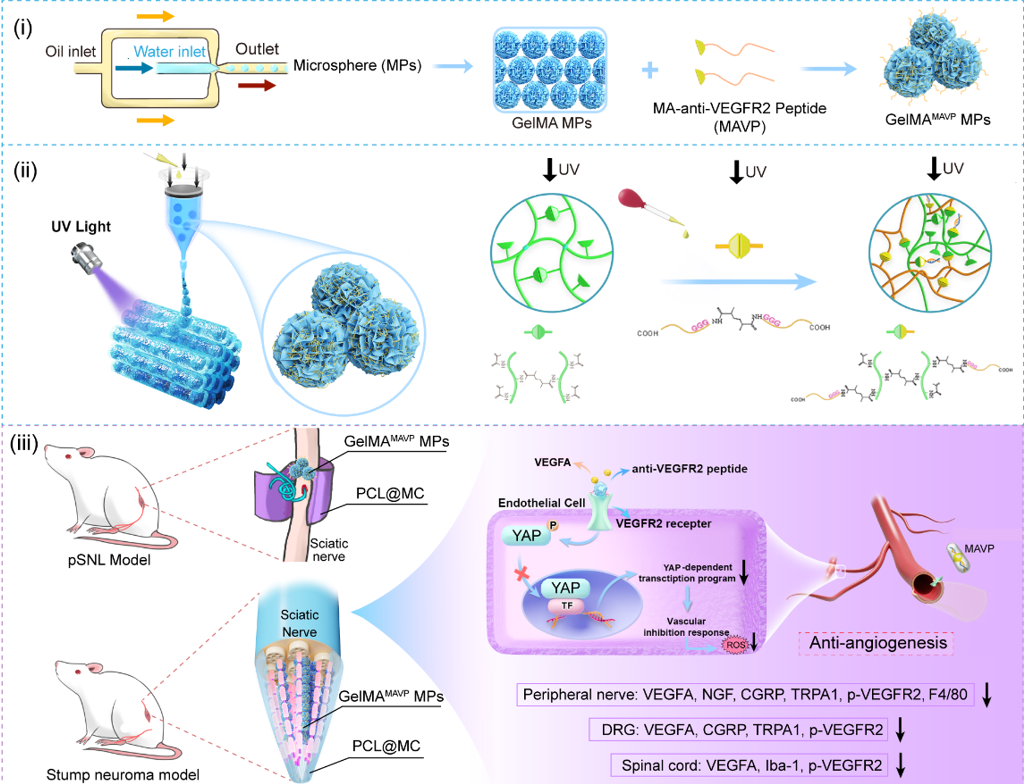 残存神経の微小環境を制御する新戦略を開発（Pan Yongwei, Wang Xiumei teams unveil new residual nerve microenvironment regulation strategy）