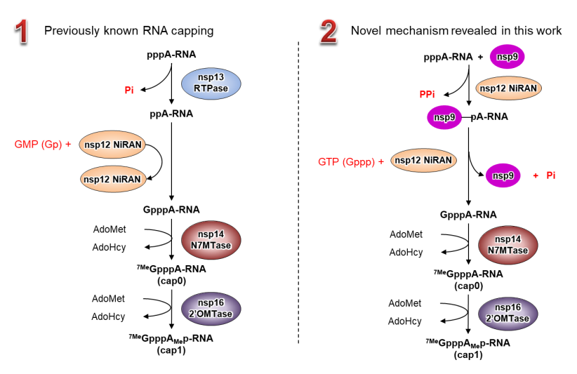 20221004-新冠病毒RNA加帽的传统机制（左侧）和本工作发现的新机制（右侧）-娄智勇-科研成果.png