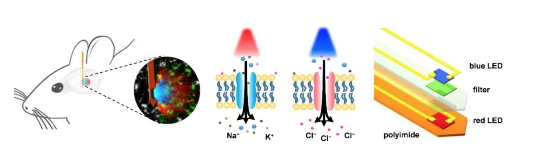 电子系盛兴课题组和生命学院罗敏敏课题组等合作开发无线双向光遗传学神经调控技术