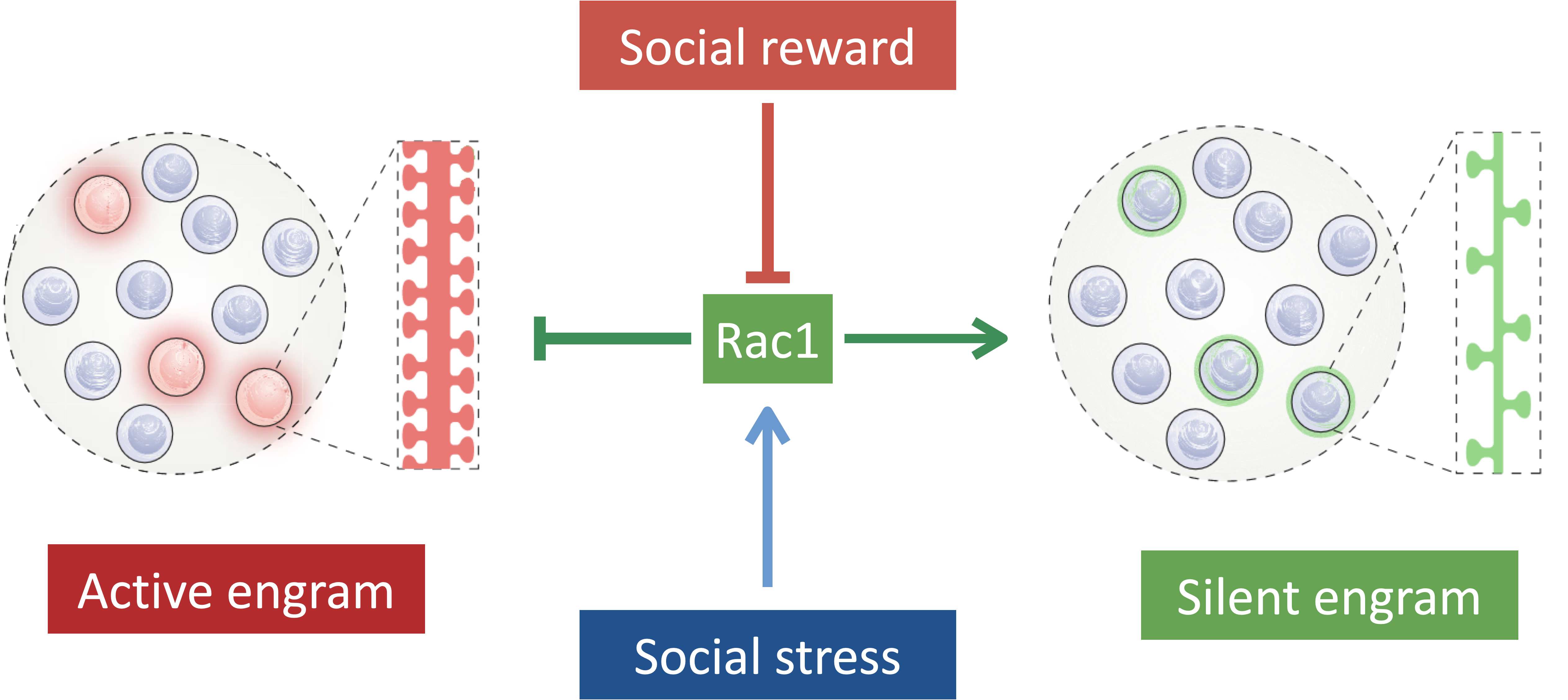 生命学院钟毅课题组阐释Rac1-依赖的遗忘过程介导记忆灵活提取的分子机制