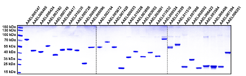 20240502-纯化的埃及伊蚊唾液蛋白-程功-科研成果.png