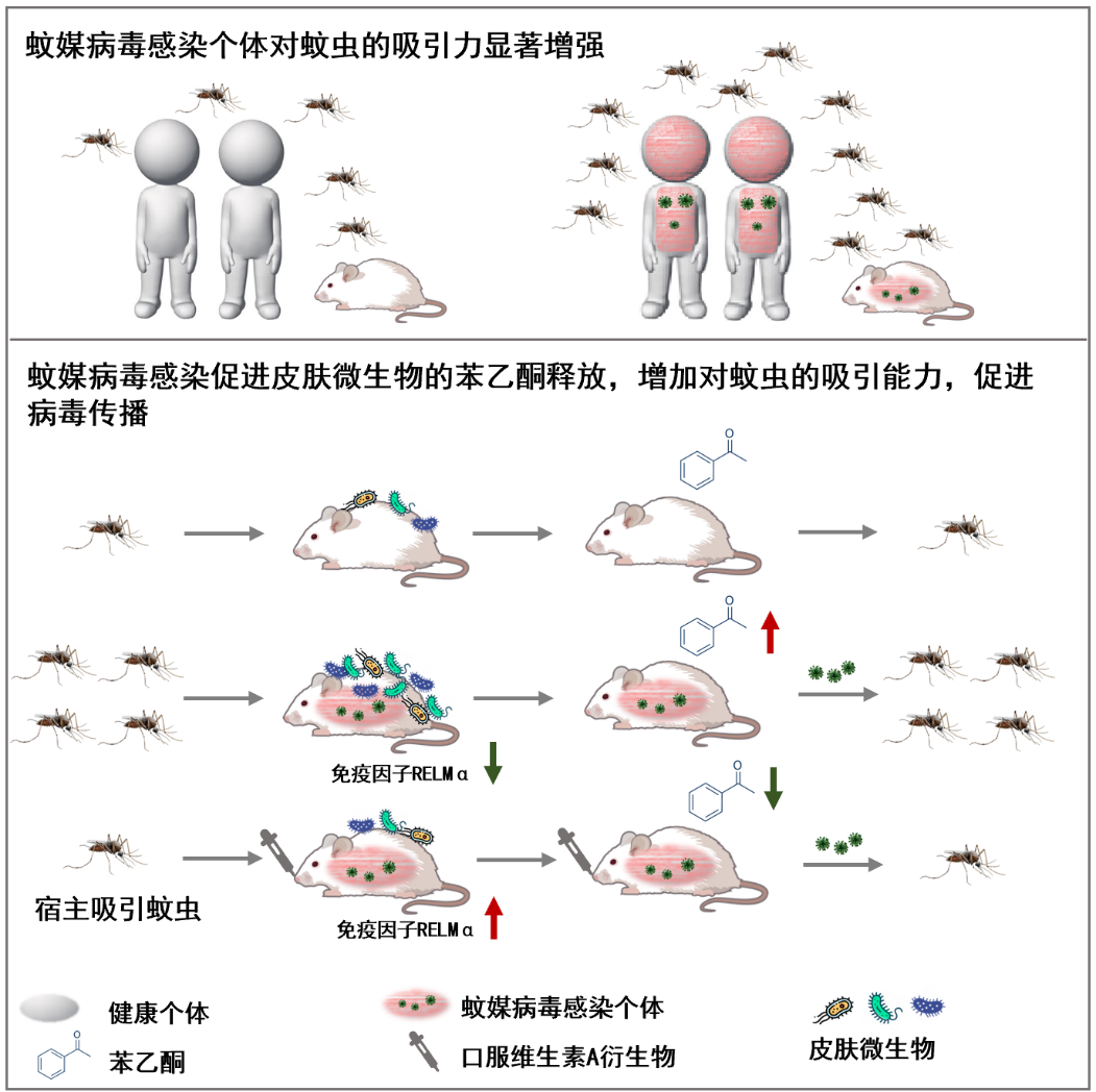 20220630-通过补充维生素A类药物，重塑感染个体皮肤微生物的苯乙酮释放，降低蚊媒病毒传播循环效率-程功-科研成果.png