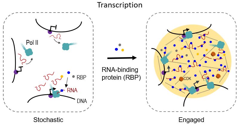 20211218-RBP in transcription regulation-沈晓骅-科研成果.jpg