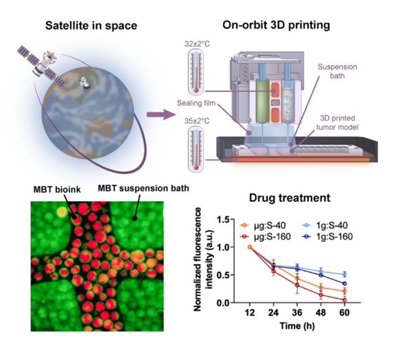 20240103-机械系熊卓、张婷团队实现肿瘤模型太空3D打印，发现耐药癌细胞对药物变敏感！-机械系-3D肿瘤模型的在轨打印流程与实验结果.jpg