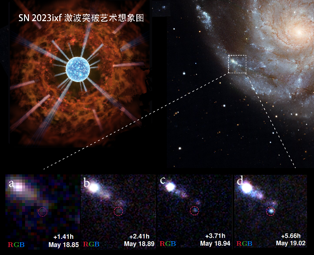 20231212-科研进展-喻京川绘制-艺术家构建的超新星SN 2023ixf爆发瞬间的激波突破艺术想象图.png