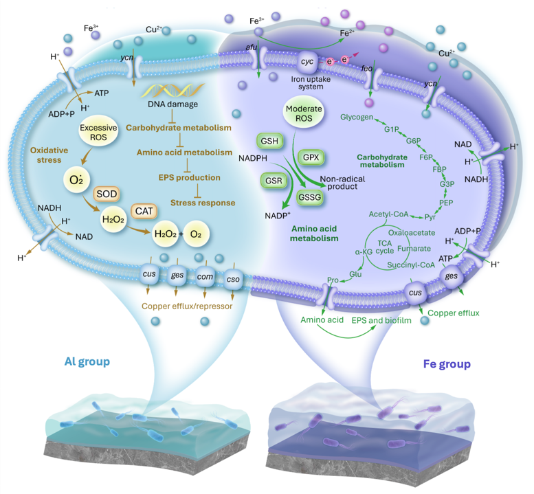 20260319-环境学院黄霞教授团队揭示混凝预处理可能加重反渗透膜污染的新机理-丁昊杰-图3 残余混凝剂介导的微生物代谢调控机制.png