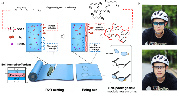 深圳国际研究生院杨诚团队在柔性电致变色领域取得新进展