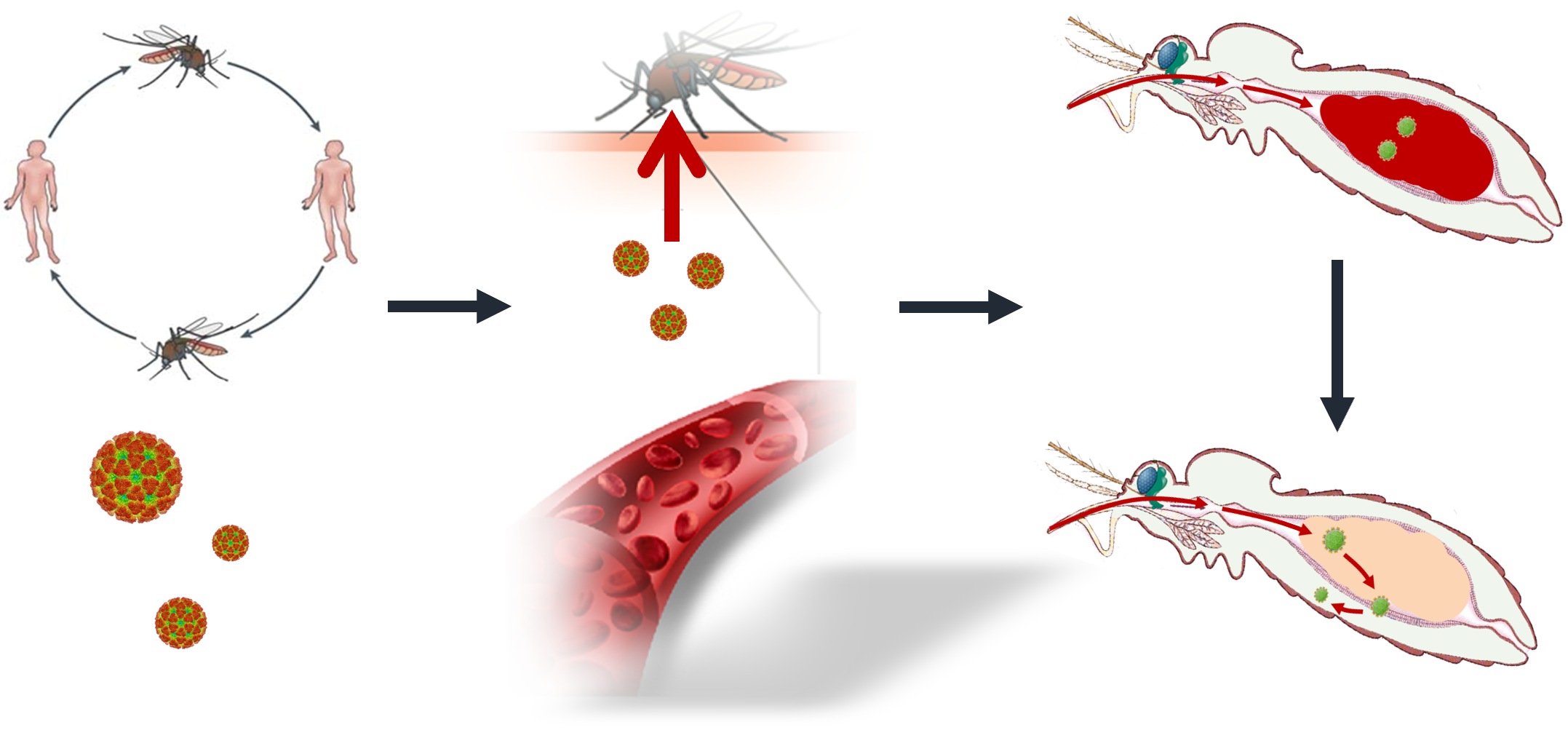 20240419-蚊虫的肠道组织是病毒首先感染的组织器官-程功-科研成果.png