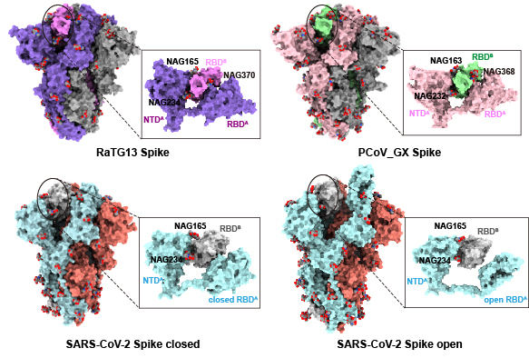 生命学院与医学院 微软亚洲研究院合作揭示刺突蛋白n370位点糖基化缺失在新冠病毒进化过程中的重要意义 清华大学