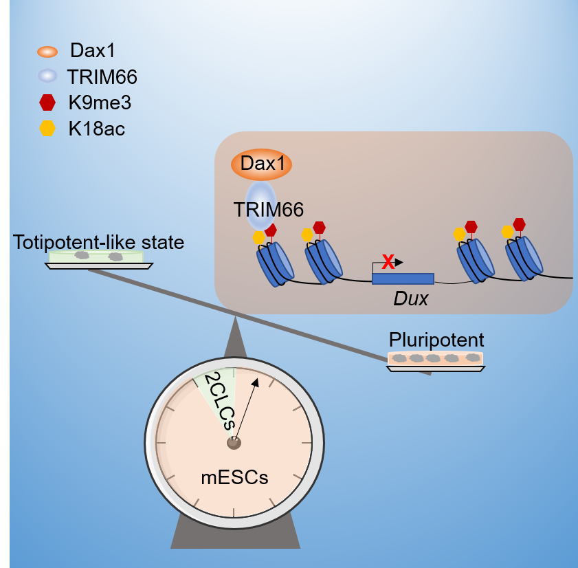生命学院郗乔然课题组合作揭示染色质阅读器TRIM66调控全能样干细胞的 