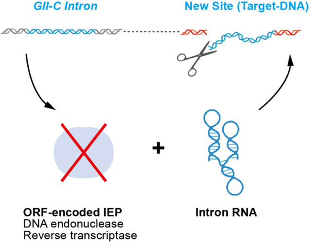 20240201-科研-图二-不含蛋白组分的第二类内含子RNA在基因组中“拷贝和粘贴”的假设示意图.png