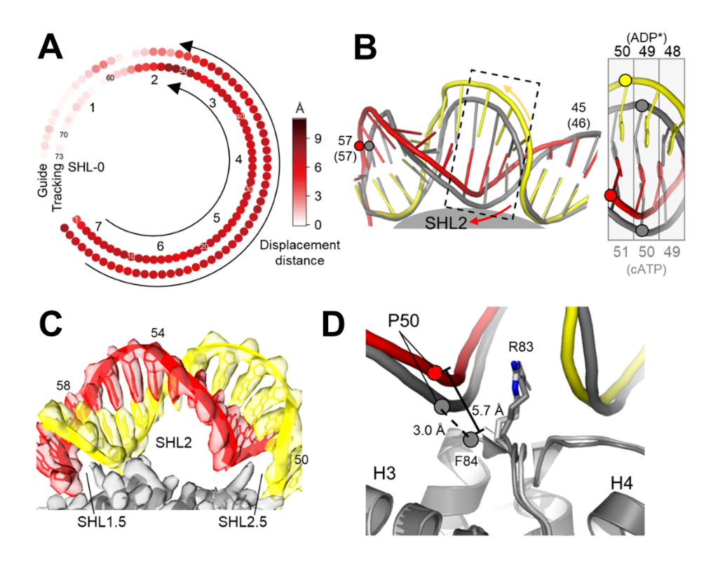 クロマチンリモデリングのメカニズムを解明:ISWIの動的構造を捕捉(Chen Zhucheng’s team captures dynamic conformations of ISWI during active nucleosome sliding, reveals mechanism of chromatin remodeling)
