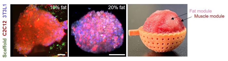20220530-生物组装小鼠肌肉和脂肪微组织形成的“肥瘦相间”人造肉丸-刘烨-科研成果jpeg