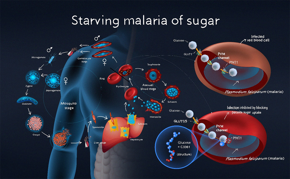 research essays on malaria