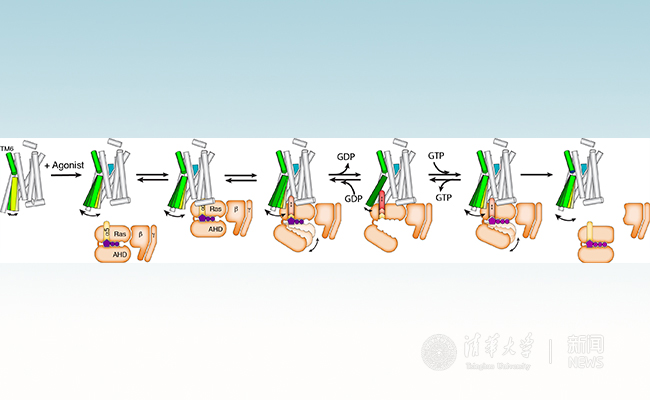 Structural insights into differences in G protein activation by